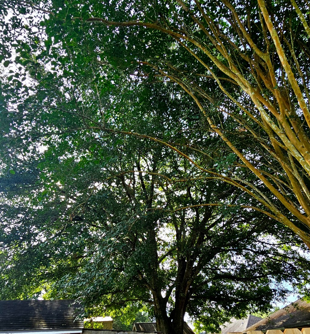 Like A Mighty&nbsp;Oak